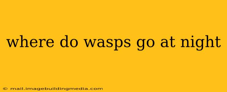 where do wasps go at night